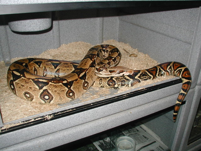 colombian female breeder