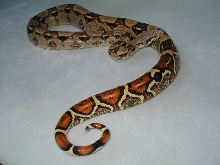 colombian male breeder