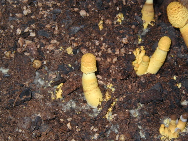 mushroom