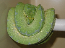 mainland GTP