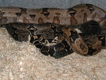 pair of bolivs courting