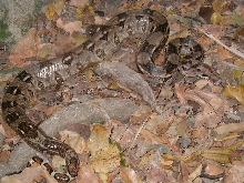 quintana roo boa, female-1