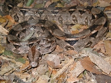quntana roo boa female-1