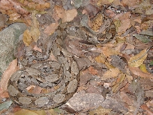 QROO boa ,female-2