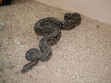 QROO boa ,female-3