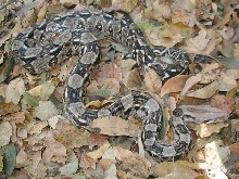 QROO boa, female-4
