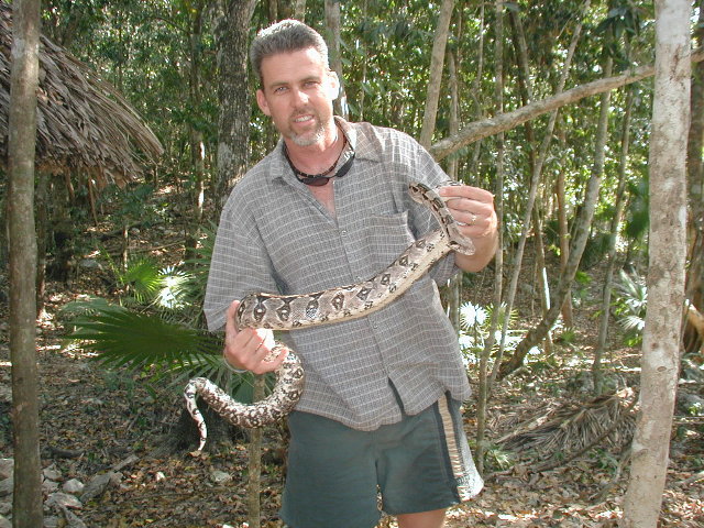 QROO boa, female-4