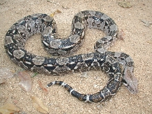 QROO boa,female-4