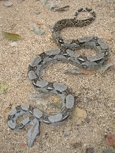 QROO boa, male-1