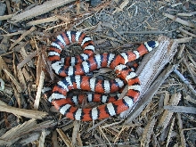ariz mtn king