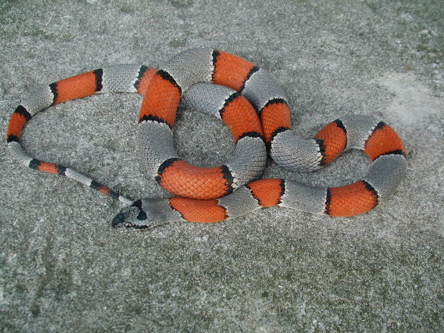 grayband king