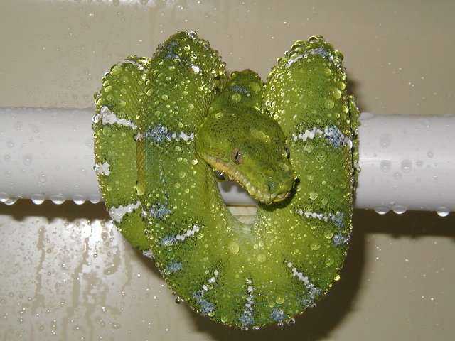 ETB sub adult female