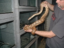 Lemke line Hog Island Boa