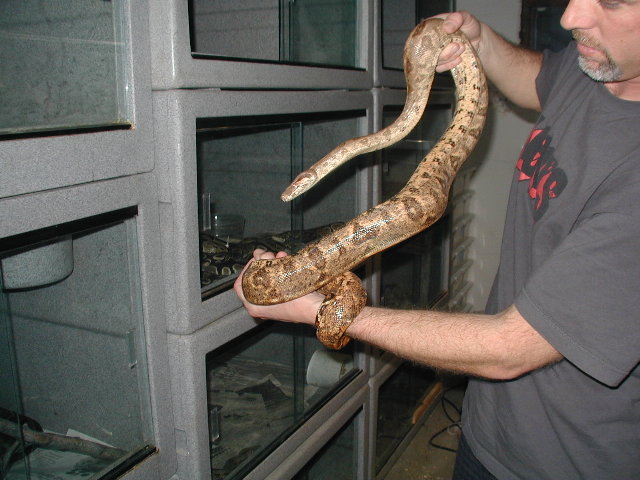 Lemke line Hog Island Boa