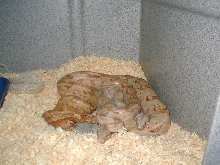 hog island boas courting
