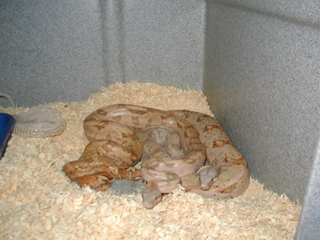 hog island boas courting
