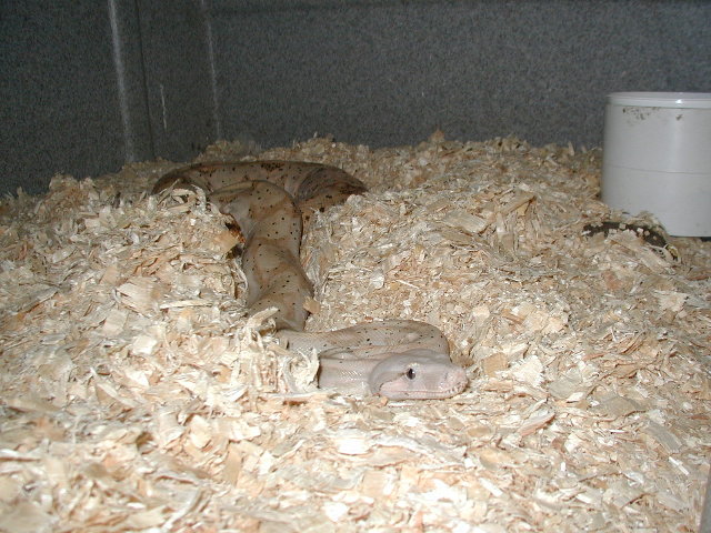 gravid female hog