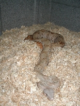 gravid female hog pic#2