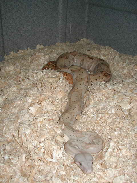 gravid female hog pic#2