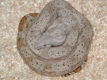male #4, insular boa