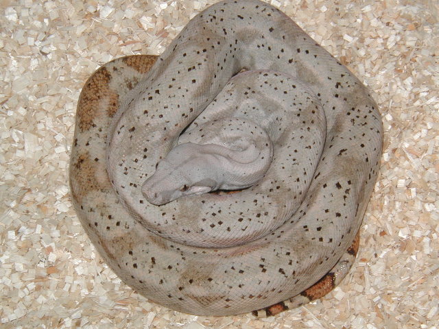 male #4, insular boa