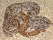 male#6, insular boa