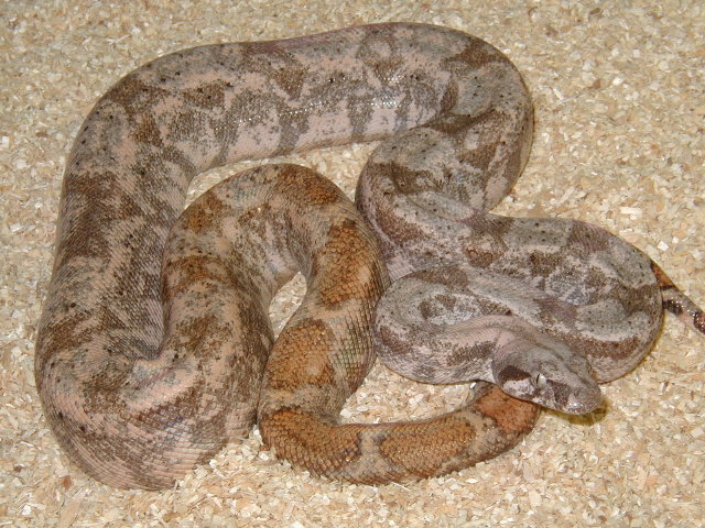 male#6, insular boa