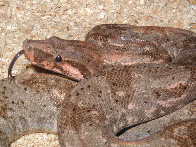 insular boa female#2 another close up