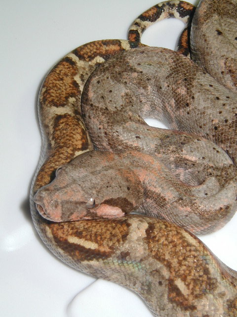 insular female close up of head