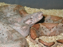 w/c insular boa male #3