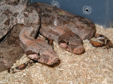 insular boas, pair#2