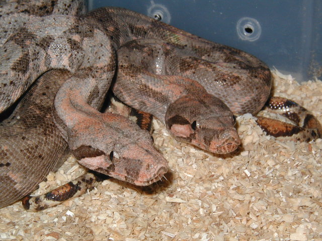 insular boas, pair#2