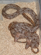 insular boas, pair#2
