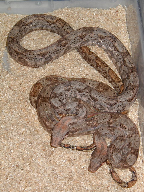 insular boas, pair#2