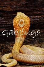 Albino Monocled Cobra