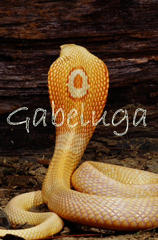 Albino Monocled Cobra