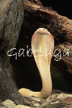 Another Albino Monocled Cobra