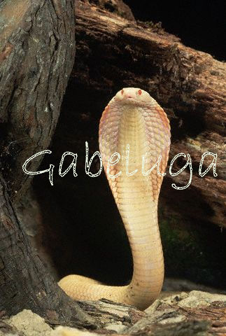 Another Albino Monocled Cobra