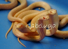 Albino Sri Lankan cobra hatchlings