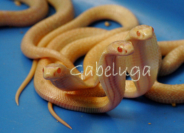 Albino Sri Lankan cobra hatchlings