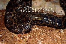 Male Anaconda