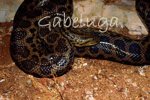 Male Anaconda