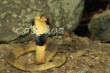 Egyptian Banded Cobra