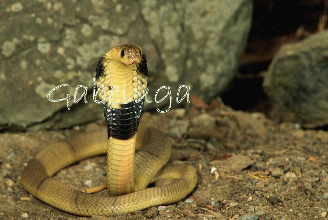 Egyptian Banded Cobra