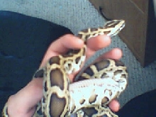 my lil burm..