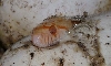 Albino Sonoran Gopher Nov_11_06 pic1