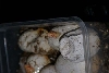 Albino Sonoran Gopher Nov_11_06 pic 2