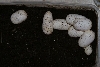 Albino Gopher egg 9_8_2006
