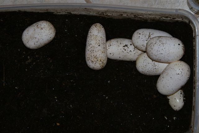 Albino Gopher egg 9_8_2006