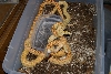 Albino sonoran gophers 6_30_06